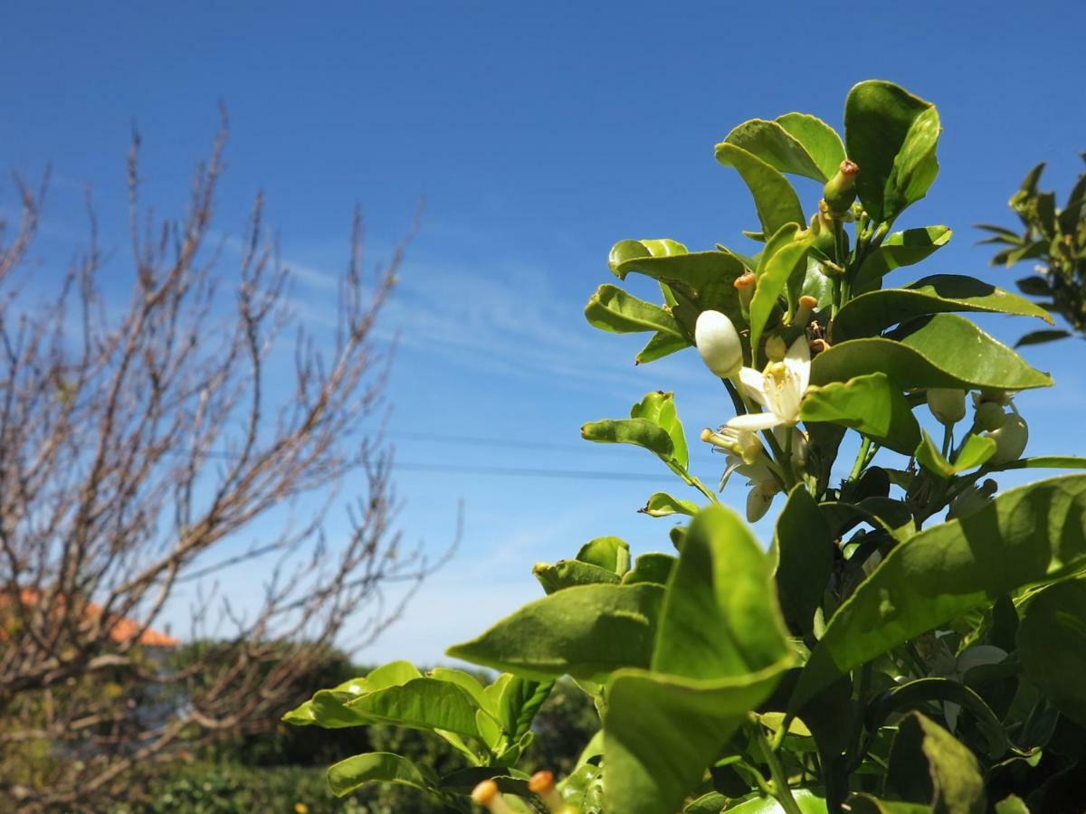 CedrosCasa Da Paz别墅 外观 照片