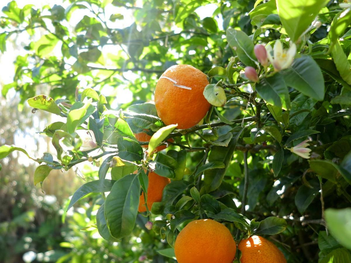 CedrosCasa Da Paz别墅 外观 照片